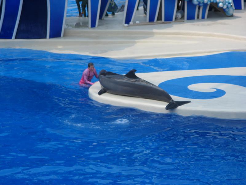 Dolphin show