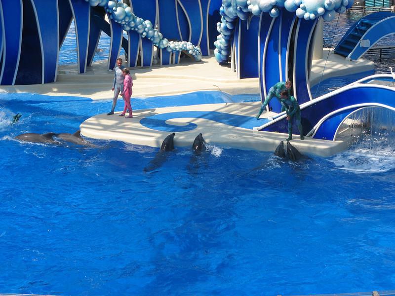 Dolphins want fed after doing tricks