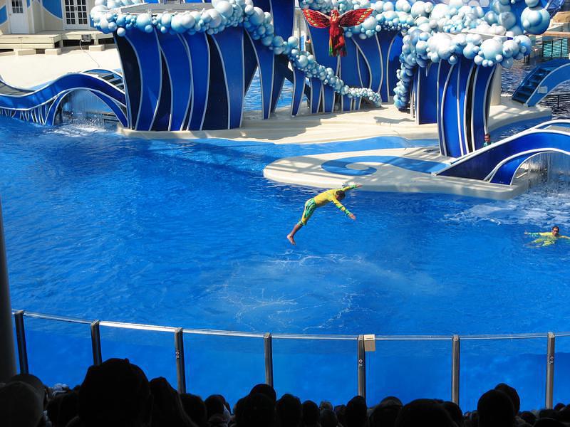 A diver joins the dolphins