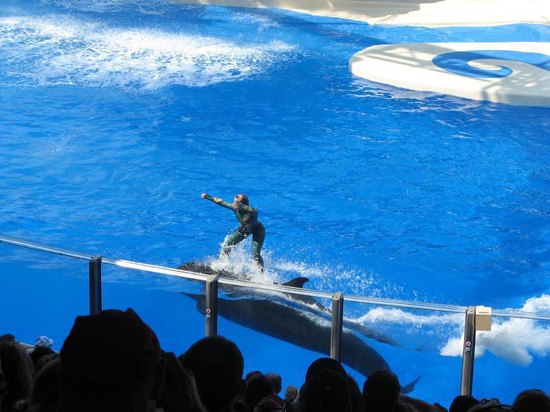 Surfin' on a dolphin's back