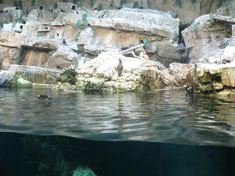 See the puffin (the artic version of a penguin)?