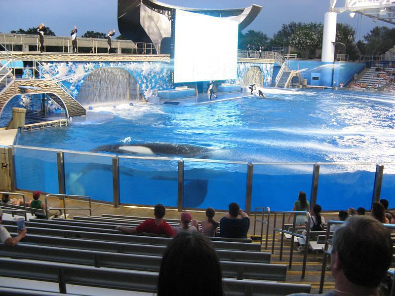 Shamu on the prowl before splashing the audience