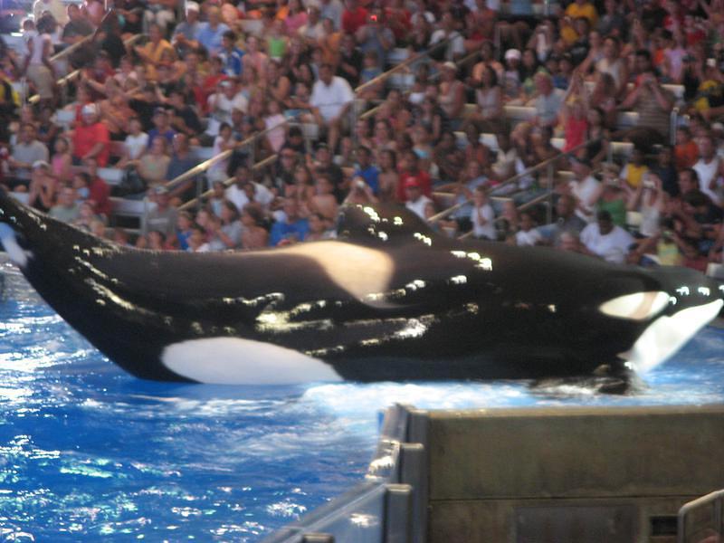 There she is -- a beached whale!!!   Sha-mu! Sha-mu!