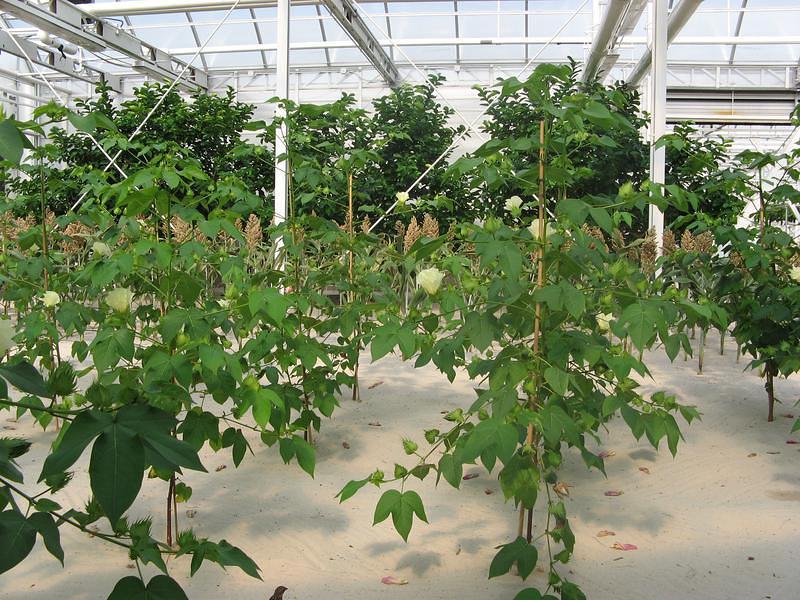 Fruits & veggies grown without soil