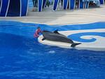 Dolphin show