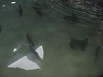 Sharks & rays