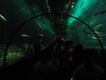 Shark tunnel
