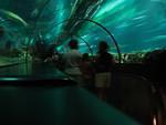 Shark tunnel