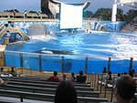 Shamu on the prowl before splashing the audience