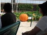 A big pumpkin